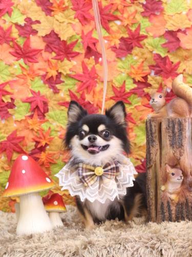 20241112ボスくん